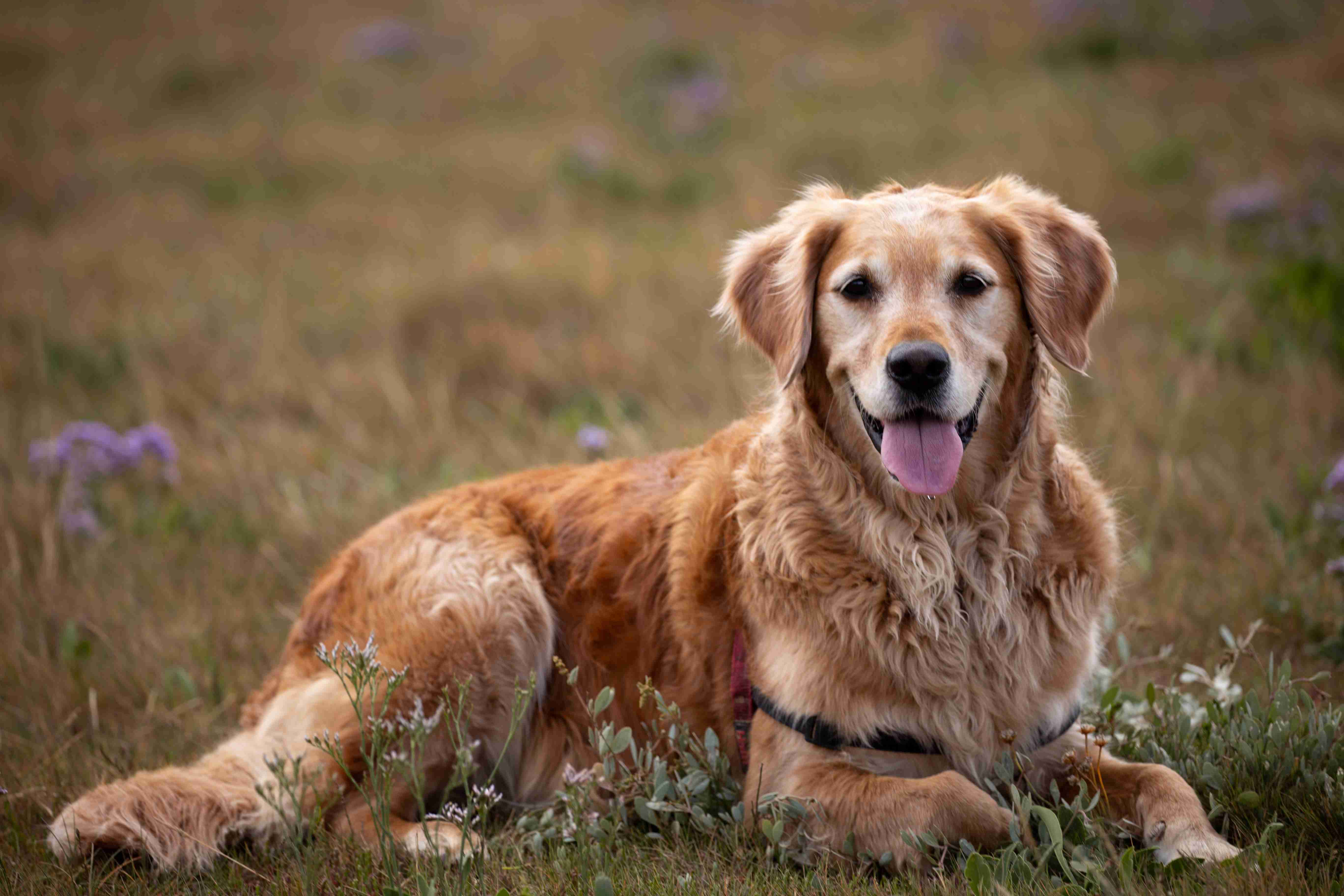 Managing Your Golden Retriever Puppy's Interaction with Animals and Wildlife: Best Practices